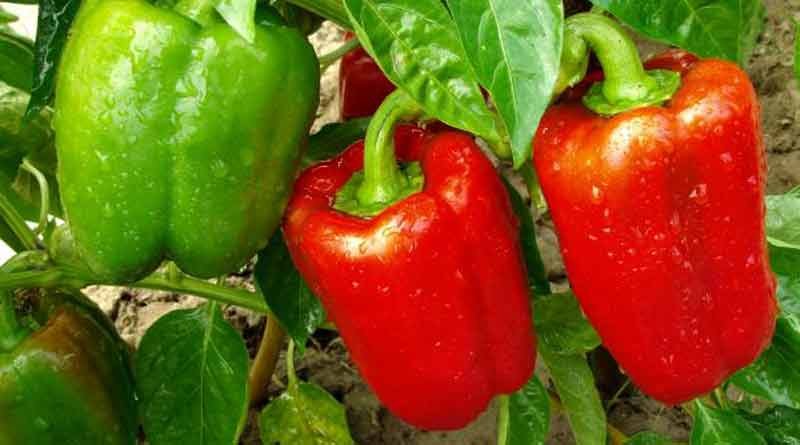 ক্যাপসিকাম