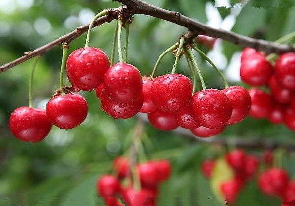 চেরি ফলের উপকারিতা এবং টবে চাষ পদ্ধতি