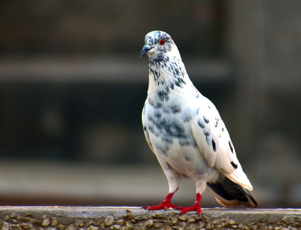 কবুতর ব্যবসা