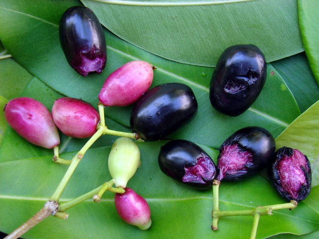 জামের উপকারিতা